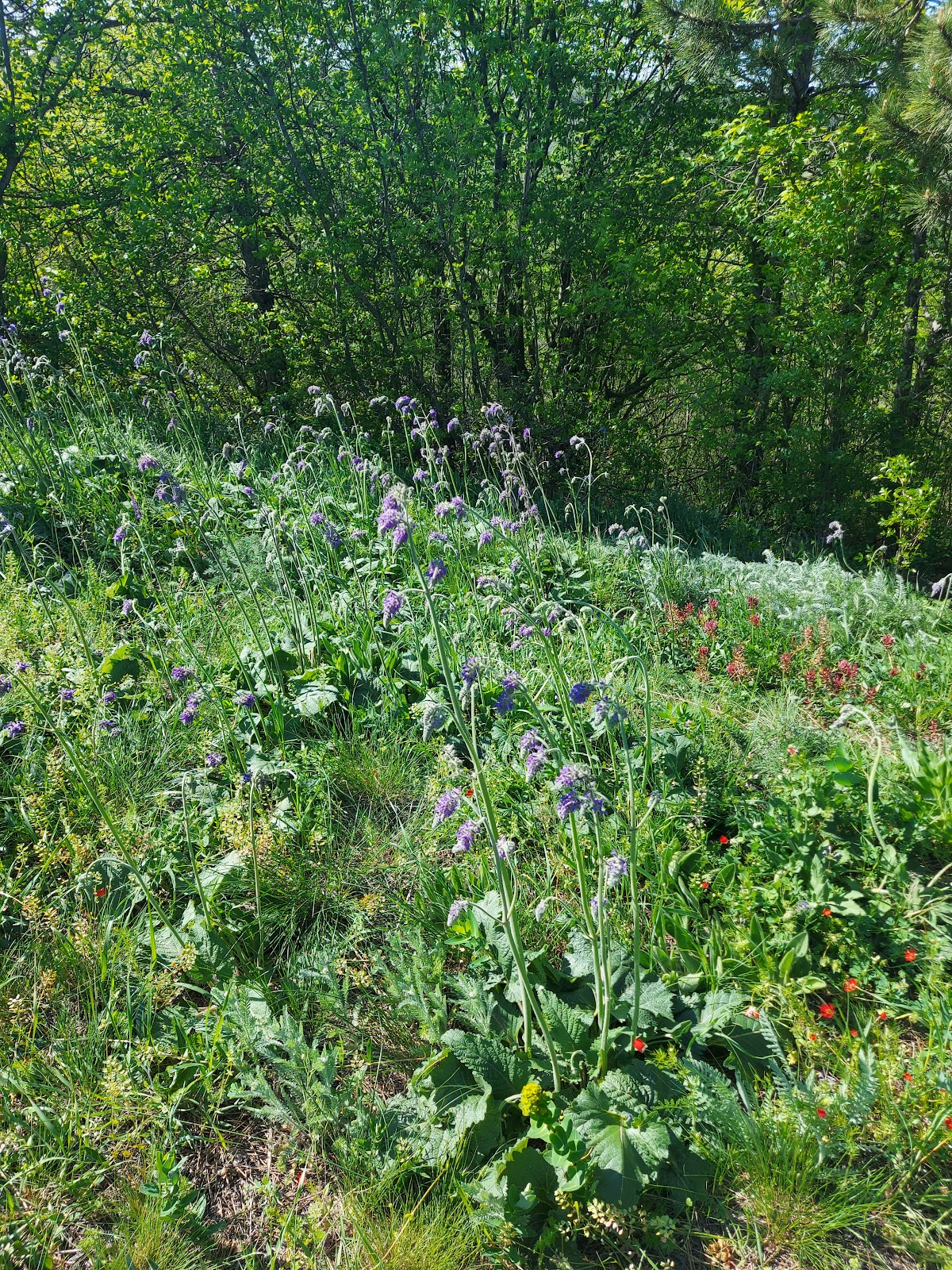 Rezervația Naturală Pădurea Hagieni - foto 4