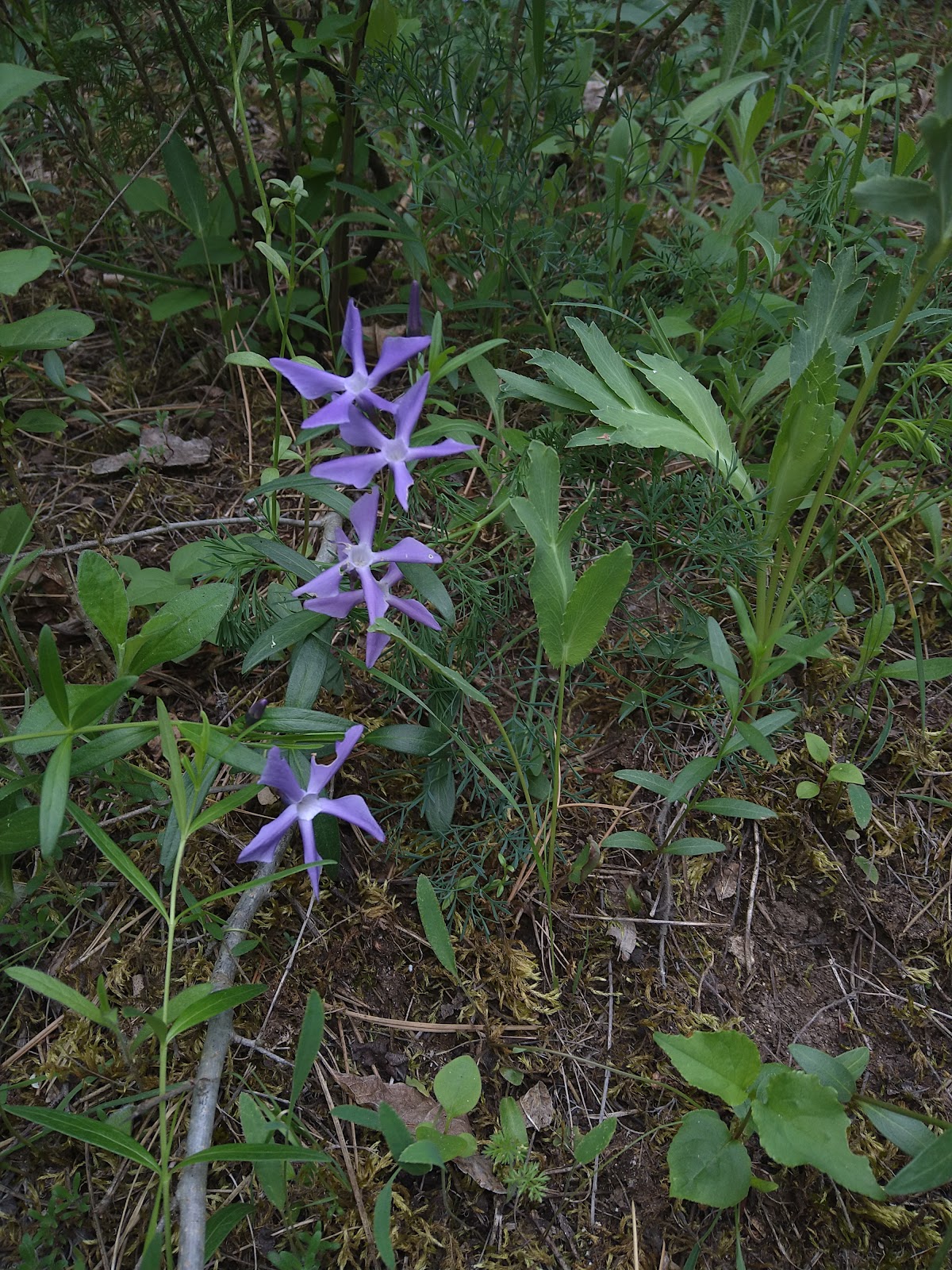 Rezervația Naturală Pădurea Hagieni - foto 5