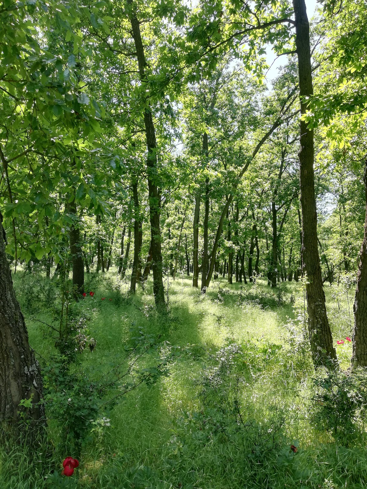 Troianul Erdőrezervátum - foto 2