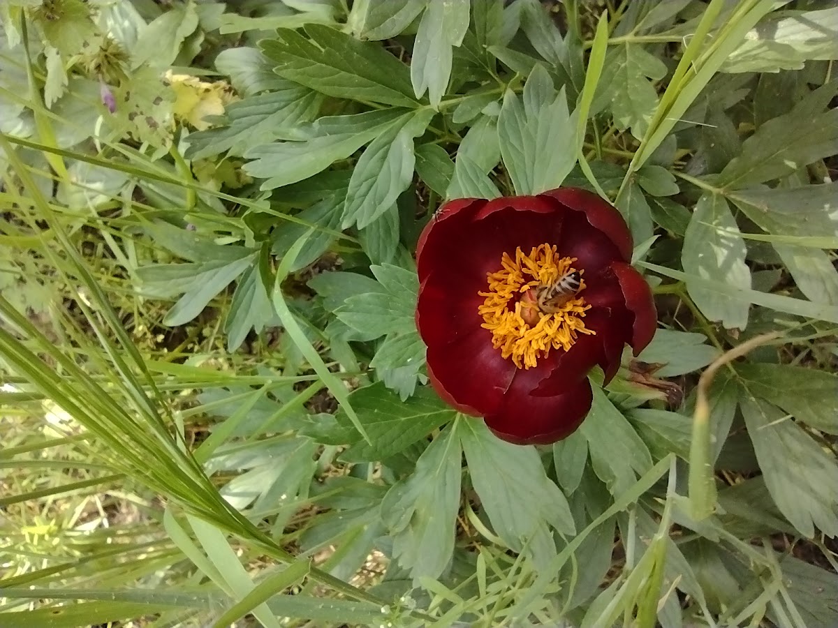Troianul Erdőrezervátum - foto 3