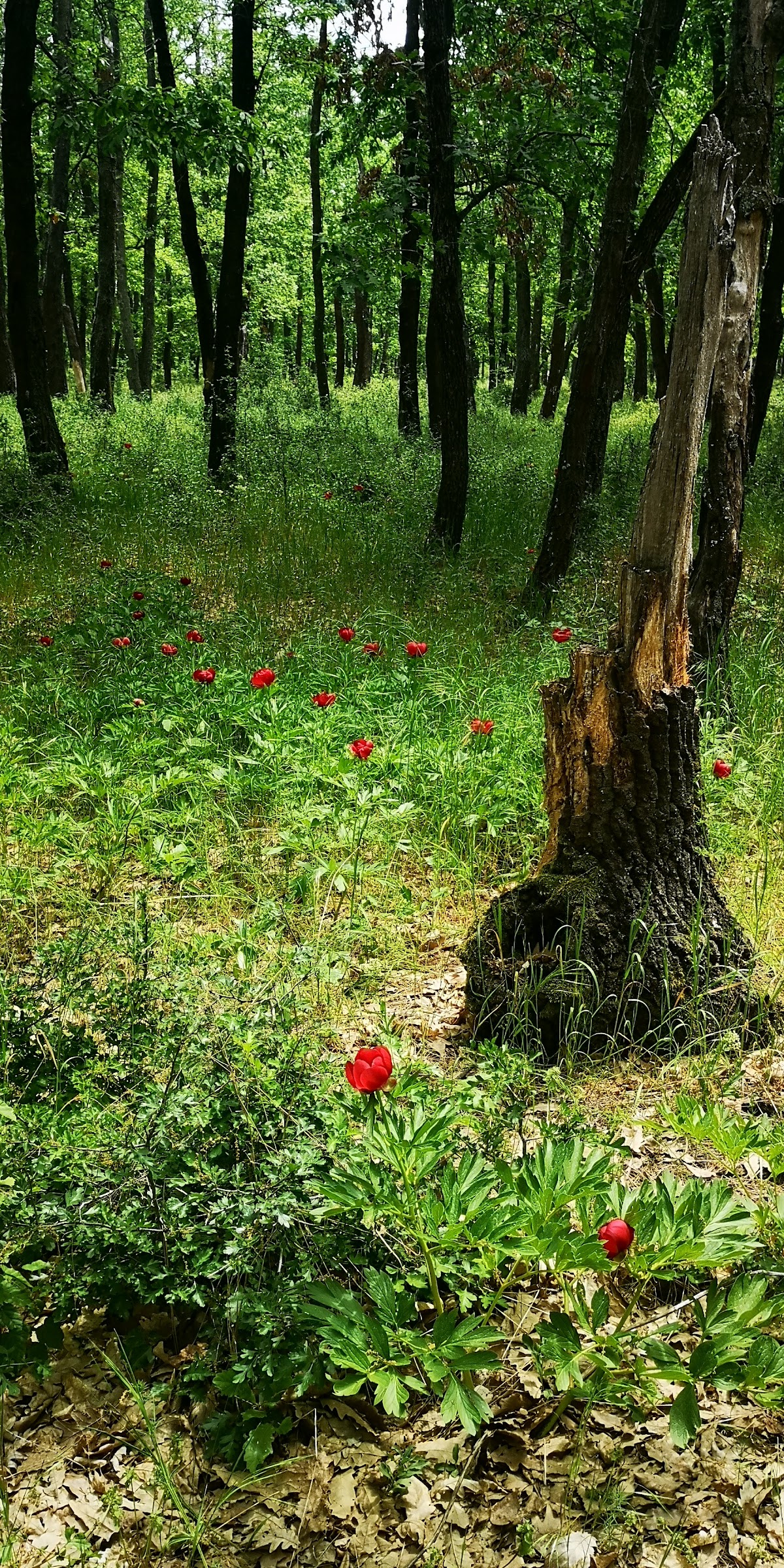 Troianul Erdőrezervátum - foto 5