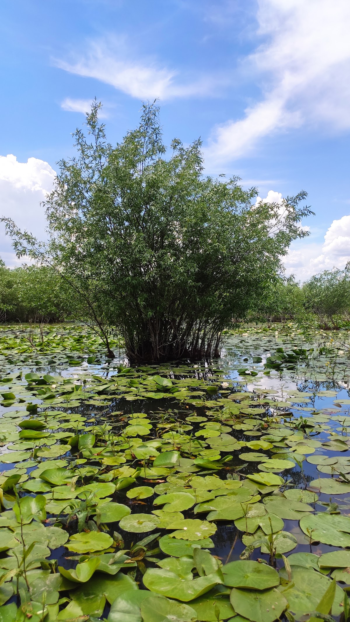 RNP Romsilva - Administrația Parcului Natural Balta Mică a Brăilei R.A - foto 5
