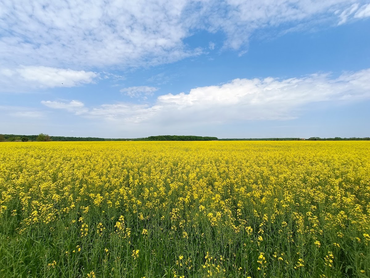 RNP Romsilva Administratia Parcului Natural Lunca Mureșului R.A. - foto 4