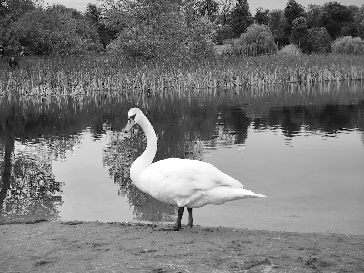 RNP Romsilva Administratia Parcului Natural Lunca Mureșului R.A. - foto 5
