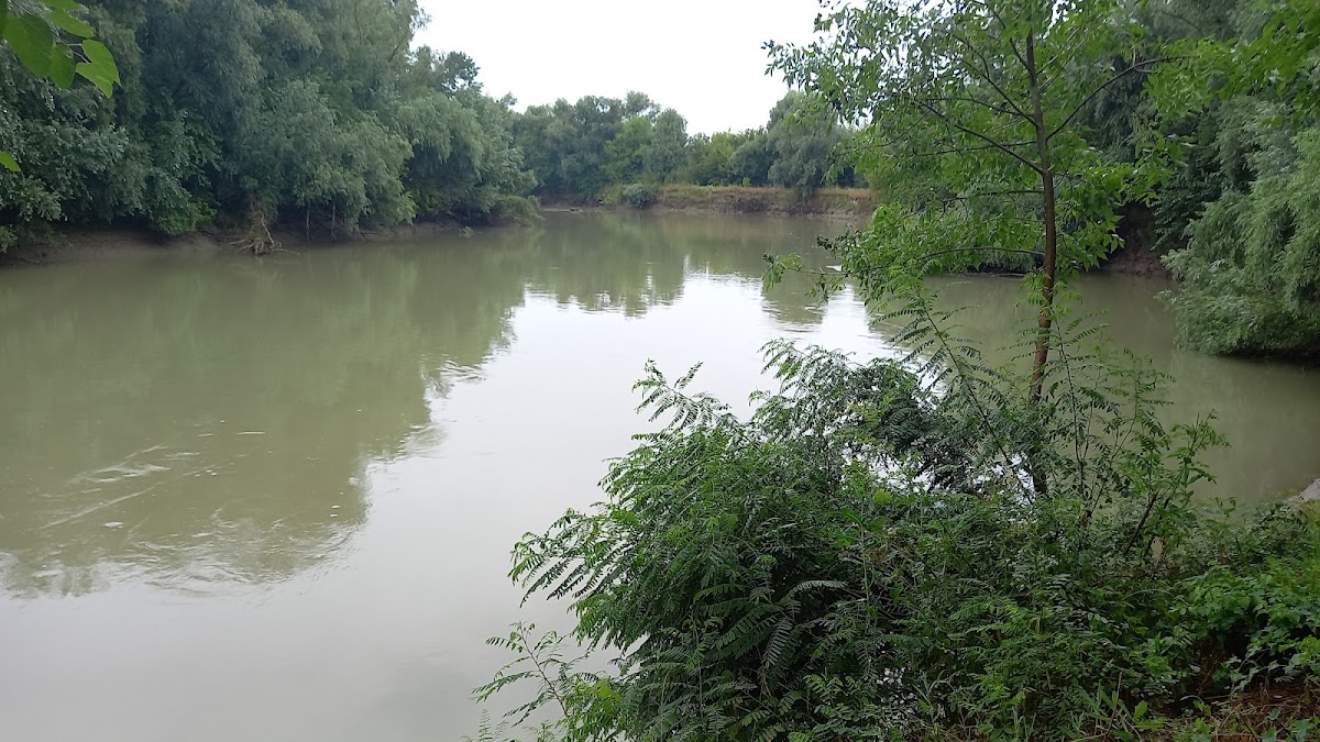 Rogojeni
