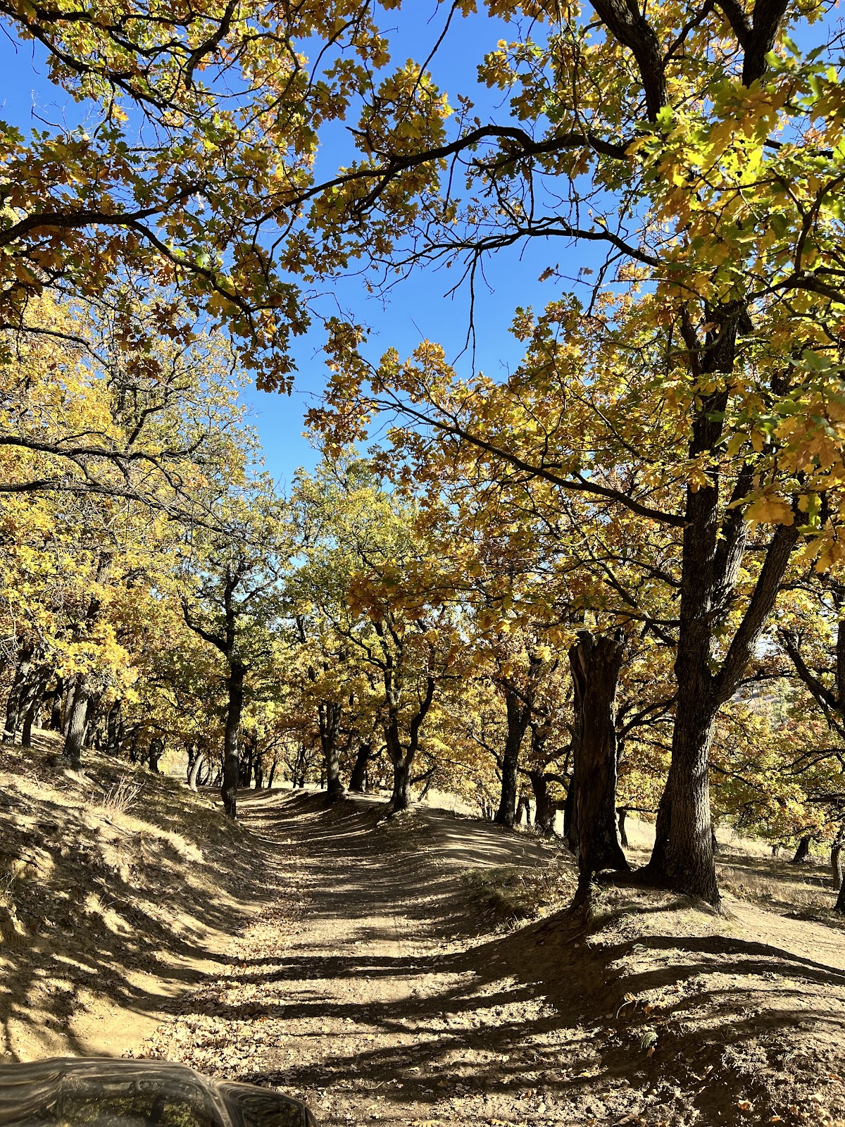 Rogojeni - foto 5