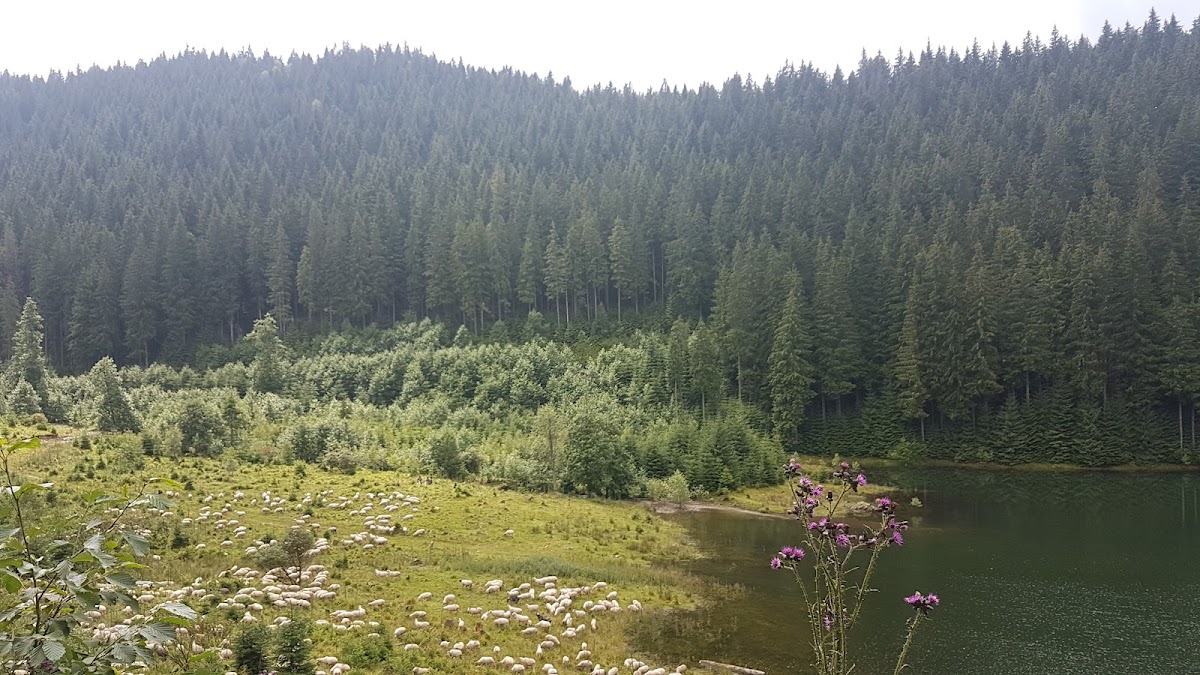 RUCĂR, INN TURISTICO - foto 3