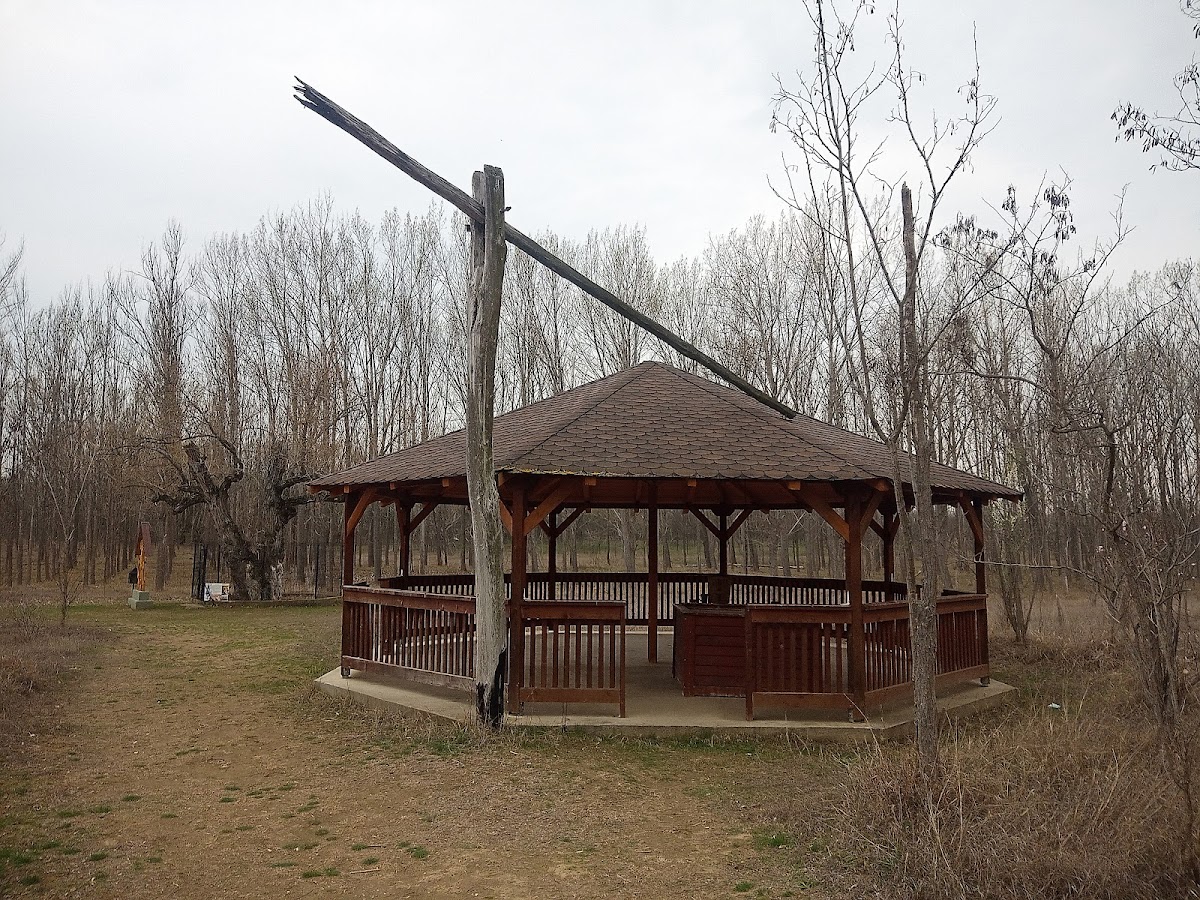 Saule de Petrache Lupu - foto 2
