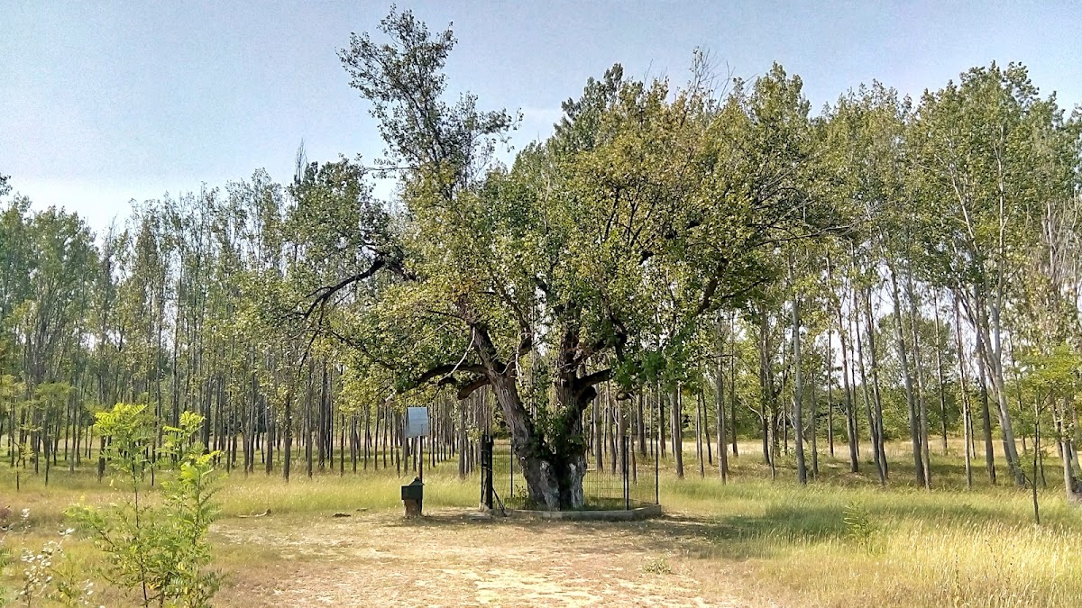 Saule de Petrache Lupu - foto 4