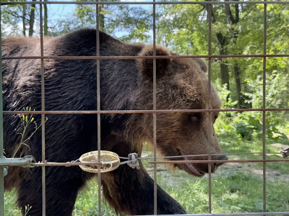 Libearty Sanctuary Zărnești - foto 1
