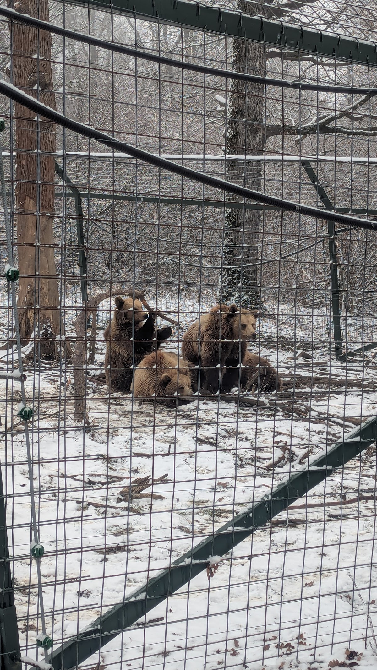 Libearty Sanctuary Zărnești - foto 5