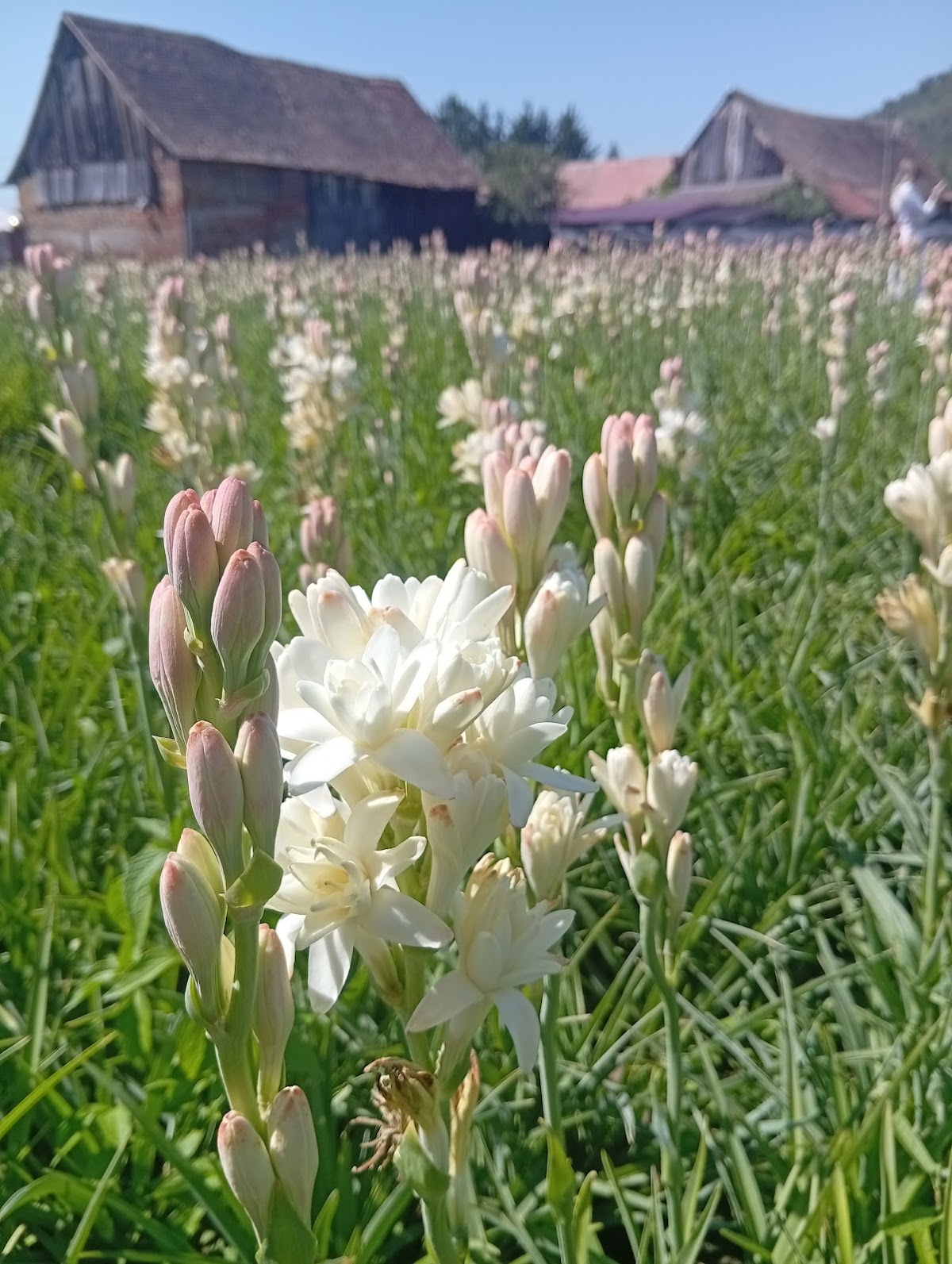 A Hoghilagi Tuberózafesztivál - foto 2