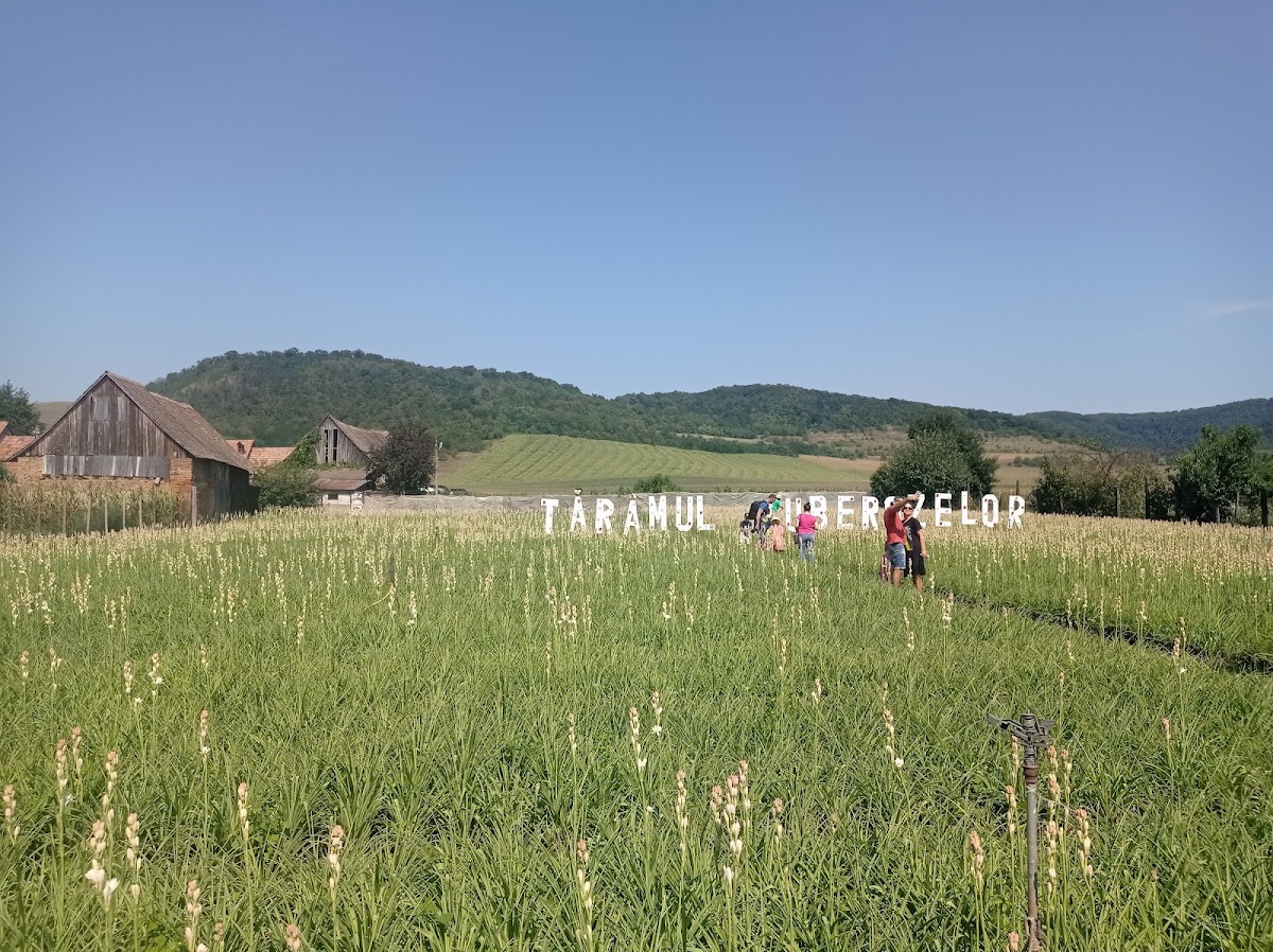 A Hoghilagi Tuberózafesztivál - foto 3