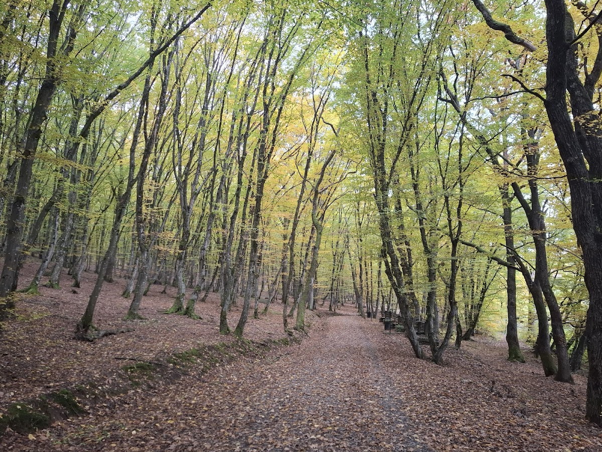 Schullerwald - foto 3