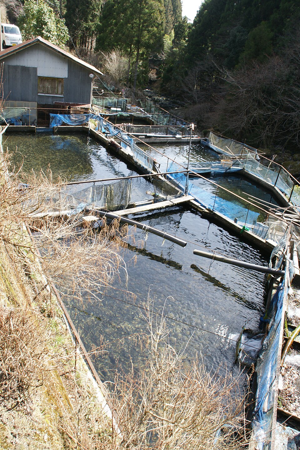 Scoala veche Iaz, Iaz