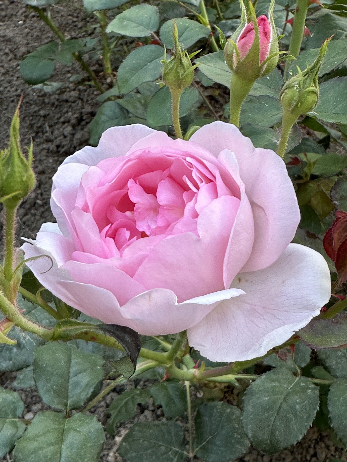 Secția Rosarium - foto 3