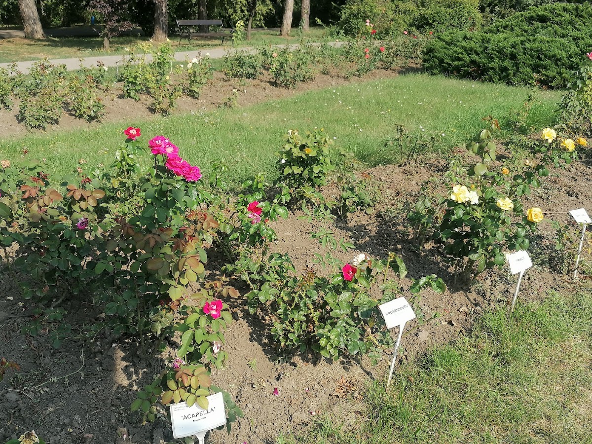 Secția Rosarium - foto 4