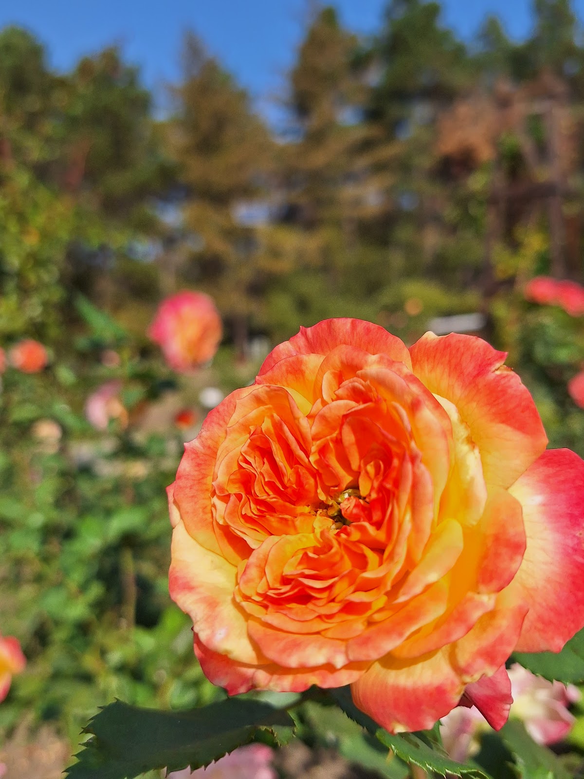Secția Rosarium - foto 5