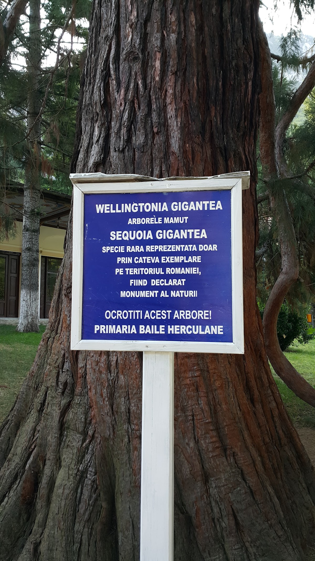 Sequoia Gigantea