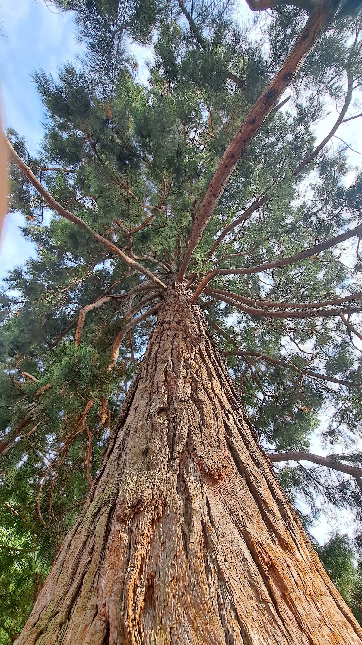 Sequoia Gigantea - foto 2