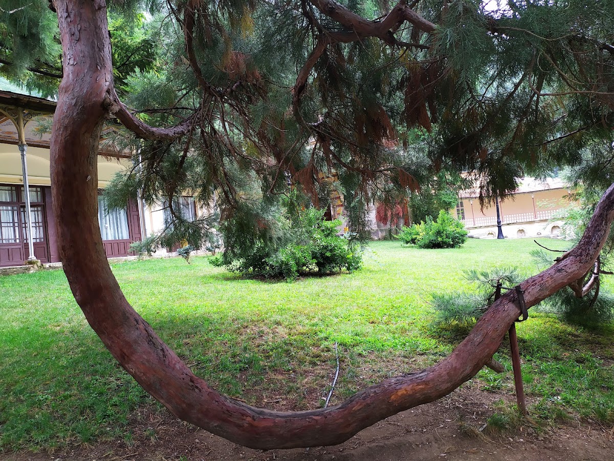 Sequoia Gigantea - foto 5