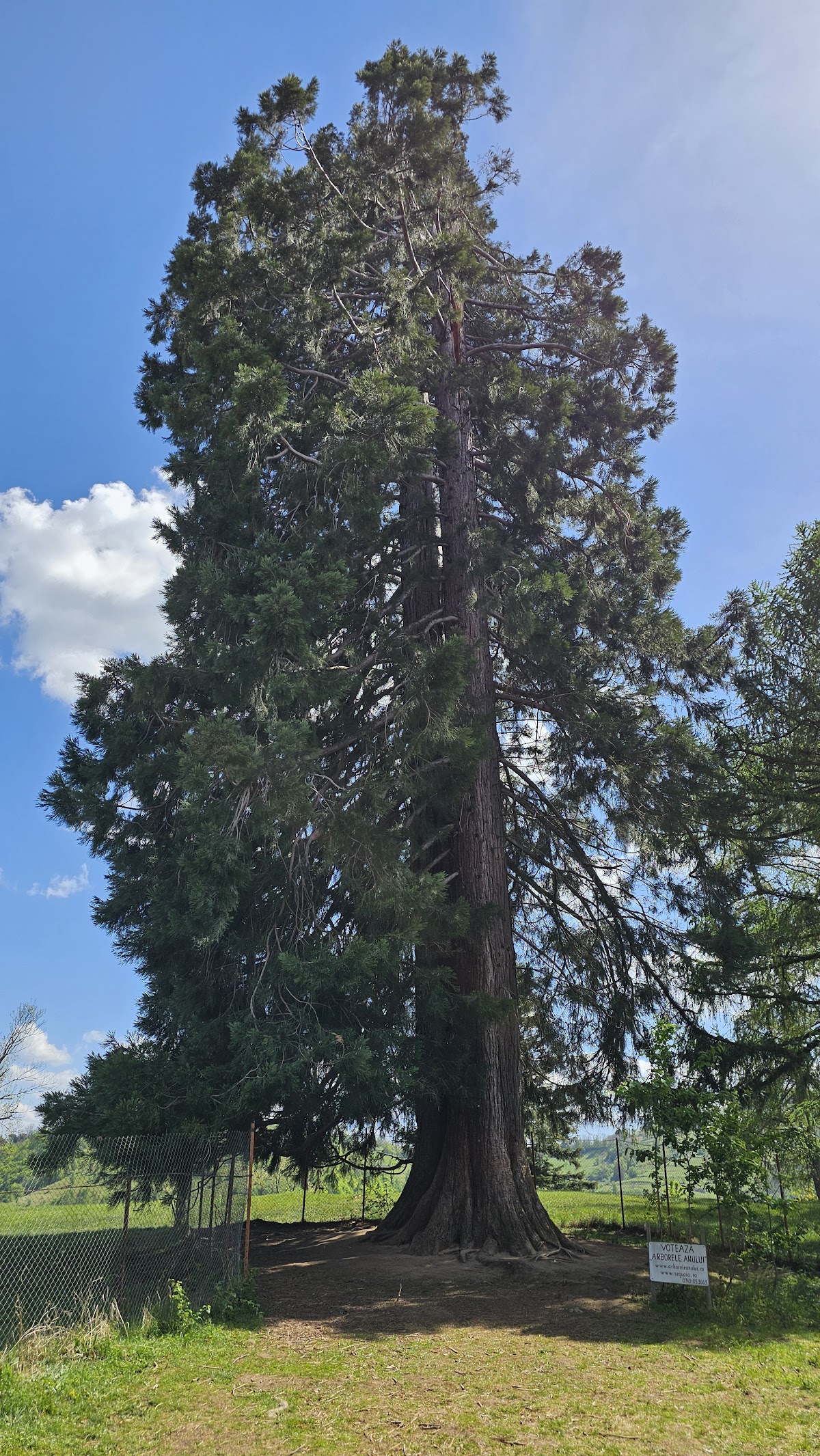 Sequoiadendrum Giganteum - foto 2
