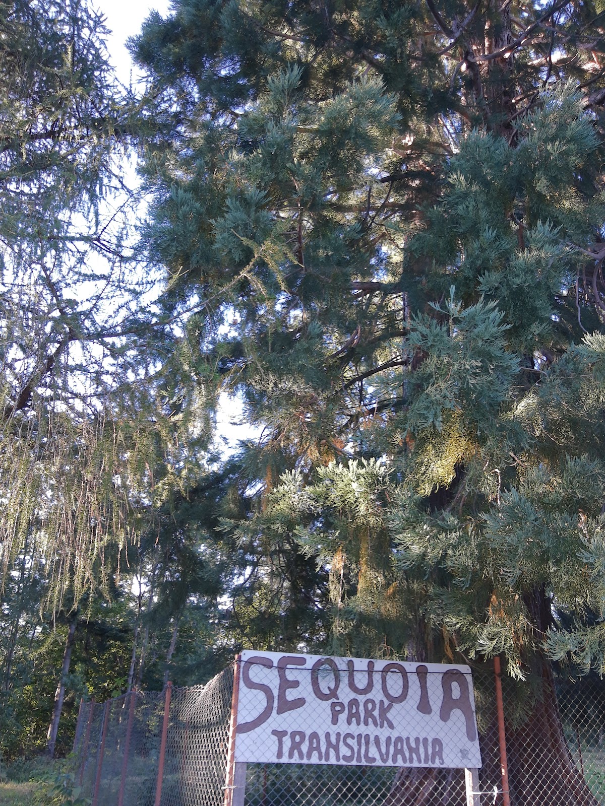 Sequoiadendrum Giganteum - foto 4