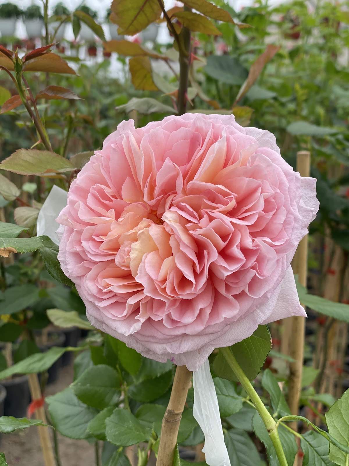 Sera florilor parfumate Marian Rosu - foto 2