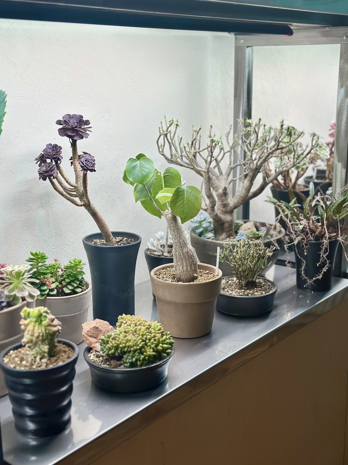 SERA — Plant Bar & Specialty Coffee - foto 5