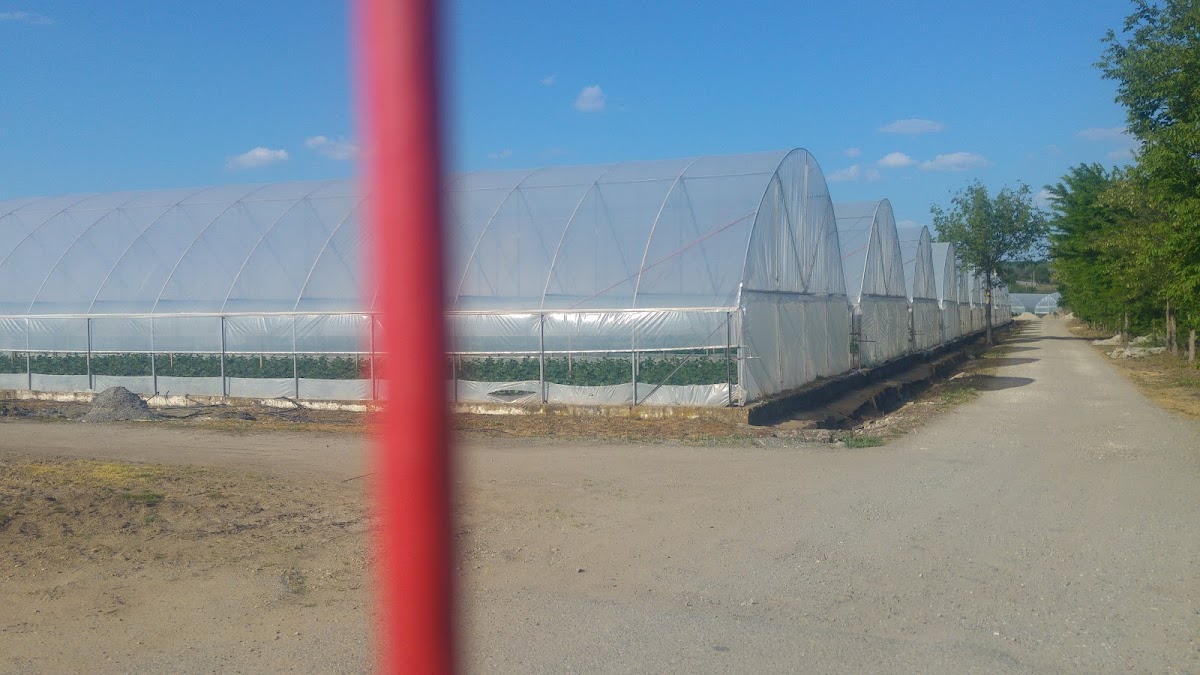 Invernaderos de Işalniţa - foto 2