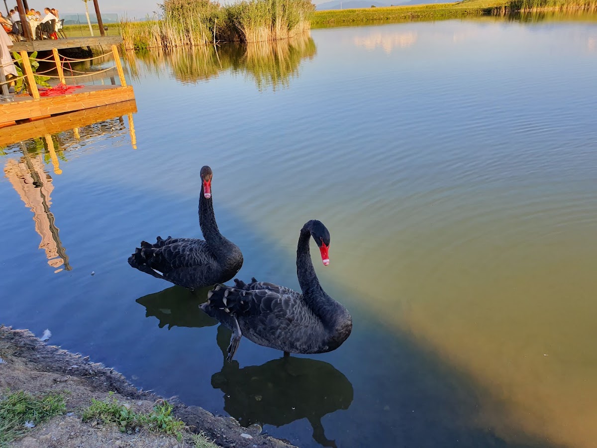 Serenity Resort - foto 5