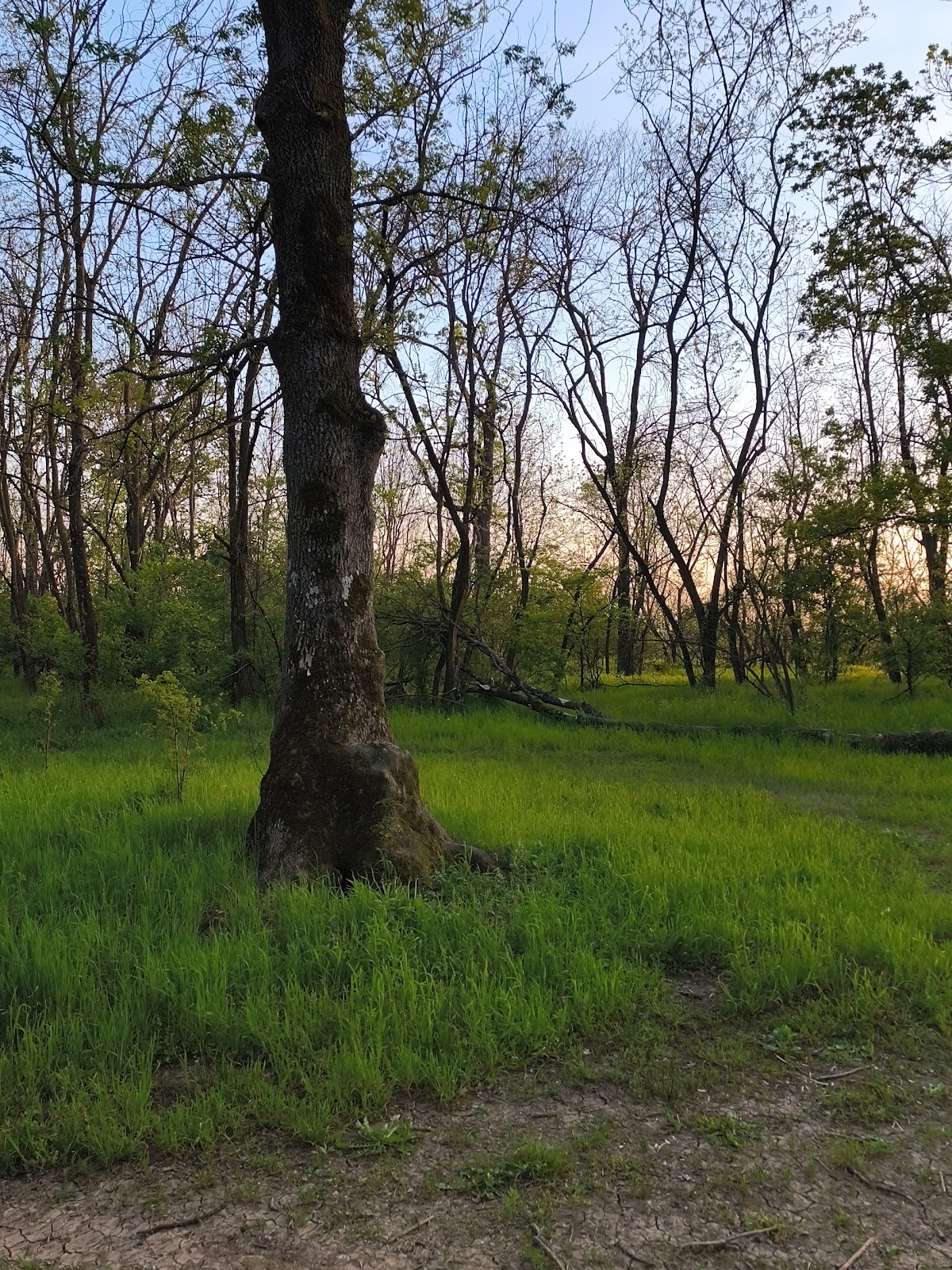 Silistoara Forest