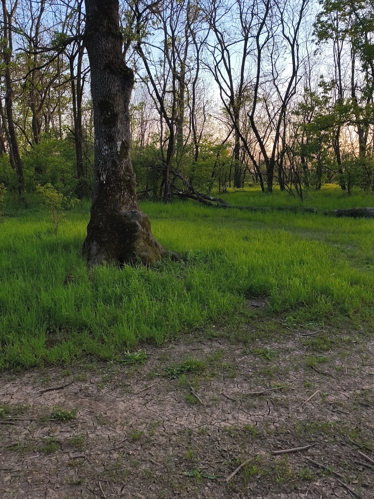 Silistoara Forest - foto 2