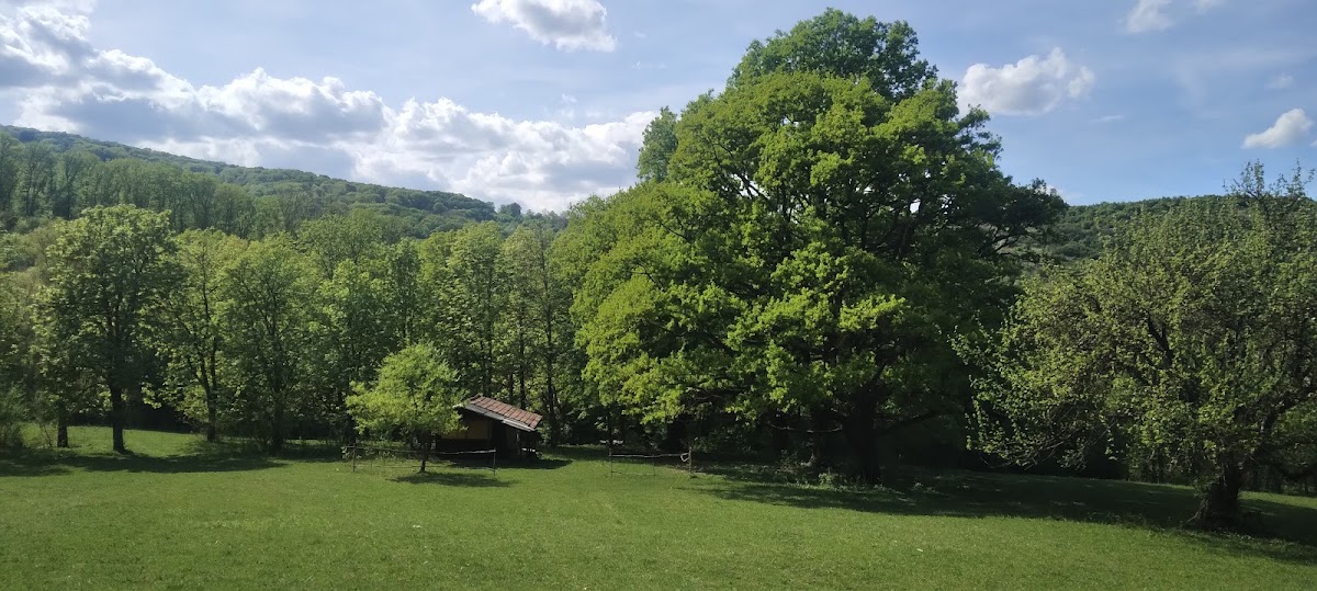 Stațiunea Balneoclimatică Bazna - foto 1
