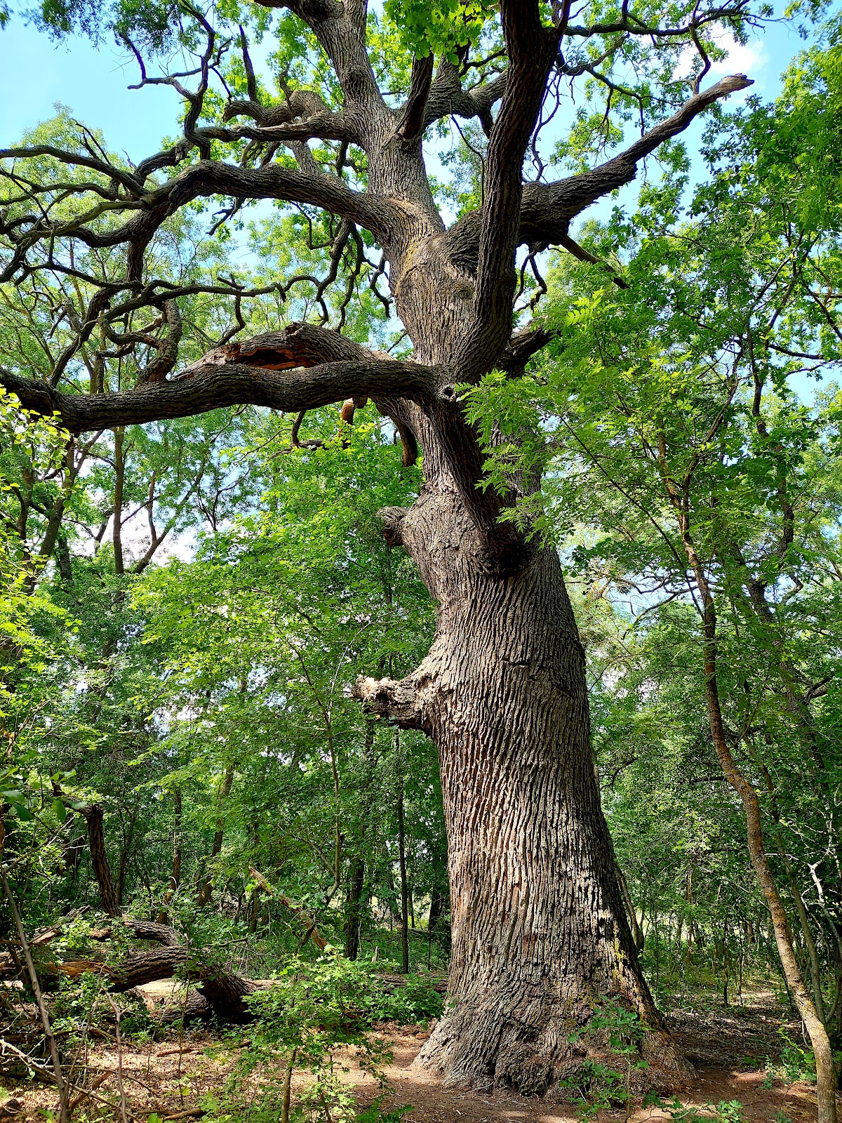 A Caraormani Ősi Tölgyek - foto 1