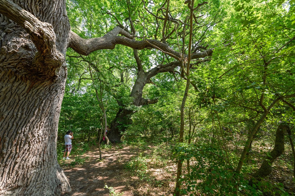 A Caraormani Ősi Tölgyek - foto 3