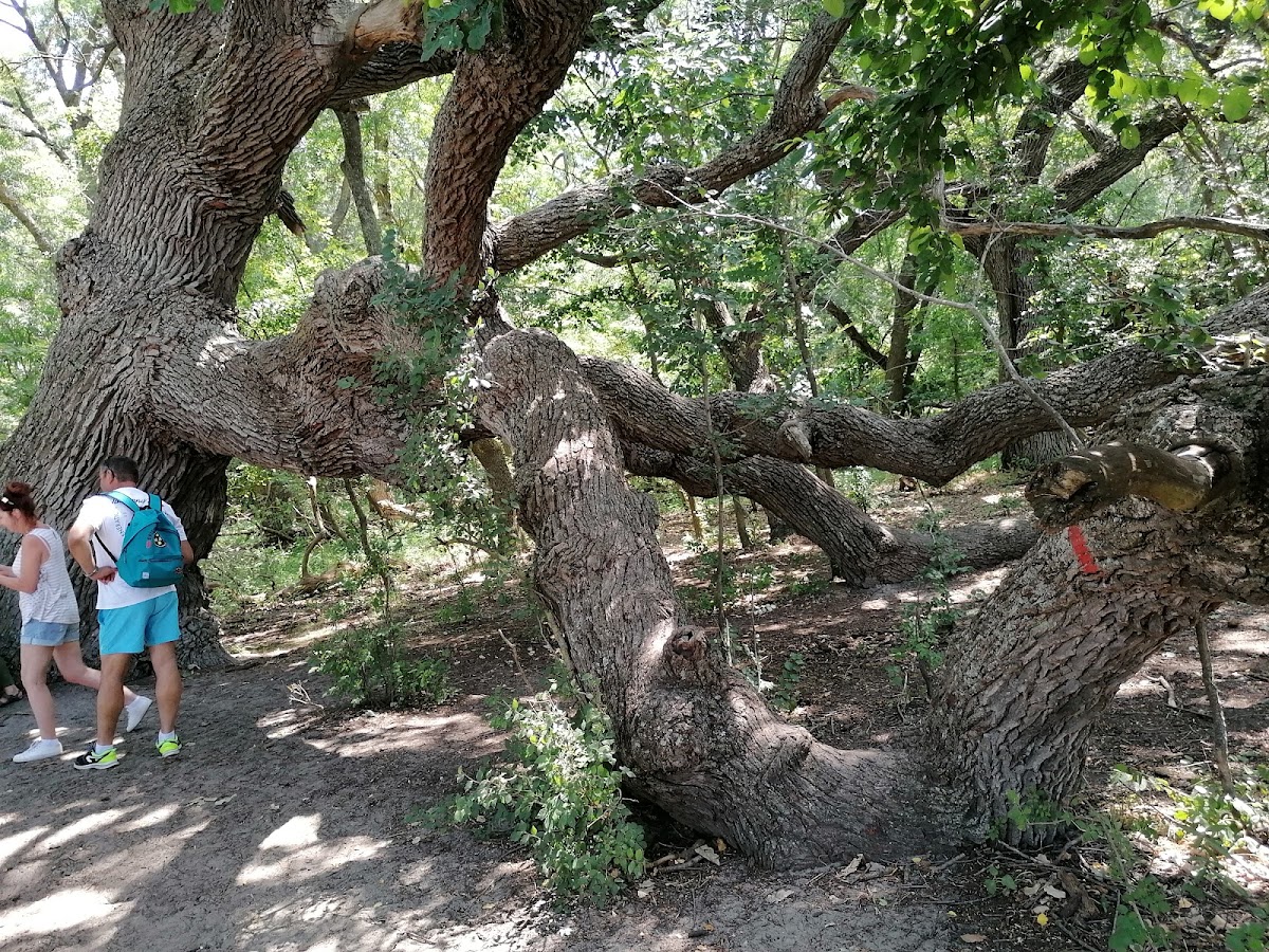 A Caraormani Ősi Tölgyek - foto 4