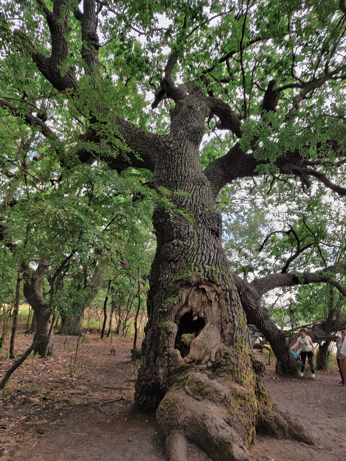 Le Chêne À Genoux - foto 2