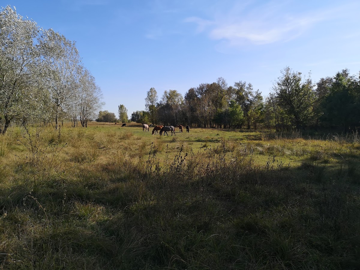 Le Chêne À Genoux - foto 4