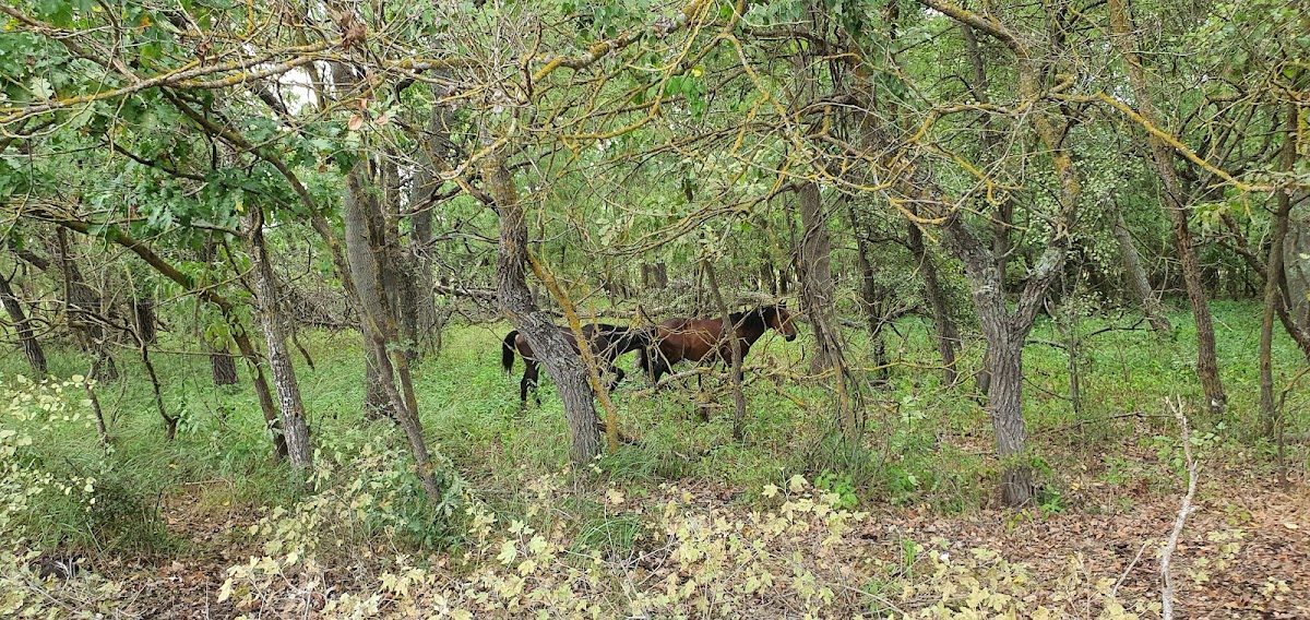 Le Chêne À Genoux - foto 5