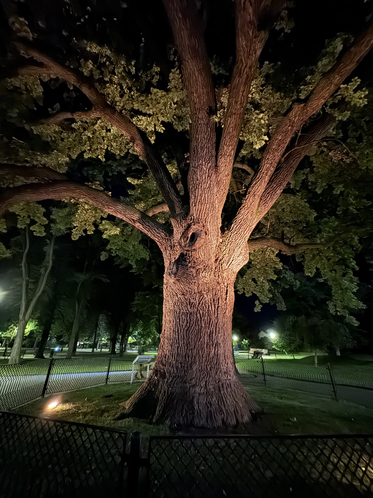 Avram Iancu's Oak - foto 5