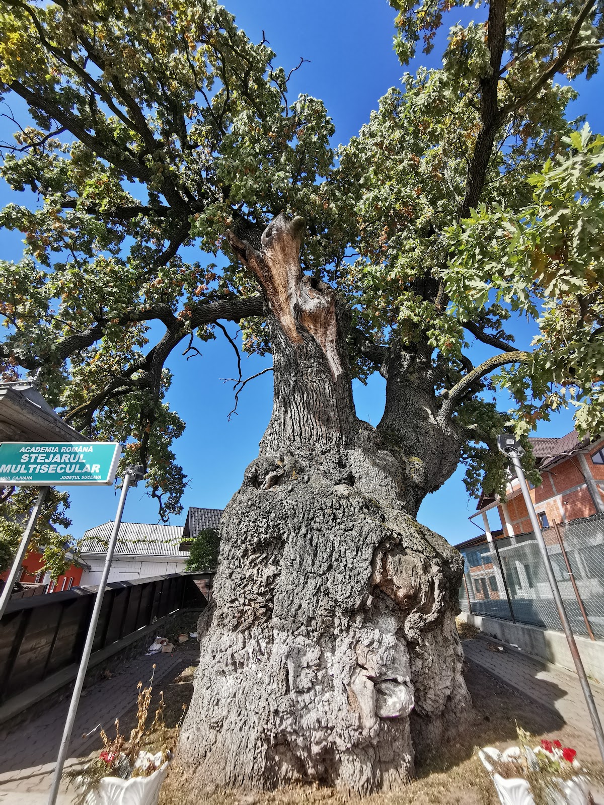 El Roble Centenario - foto 1