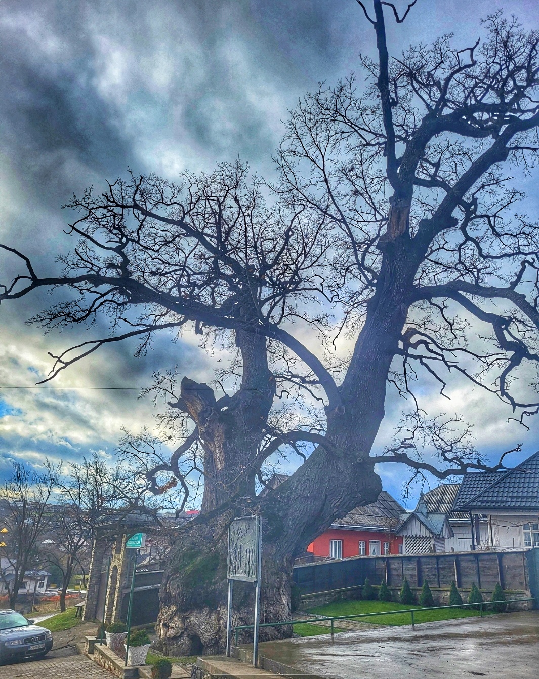 El Roble Centenario - foto 2