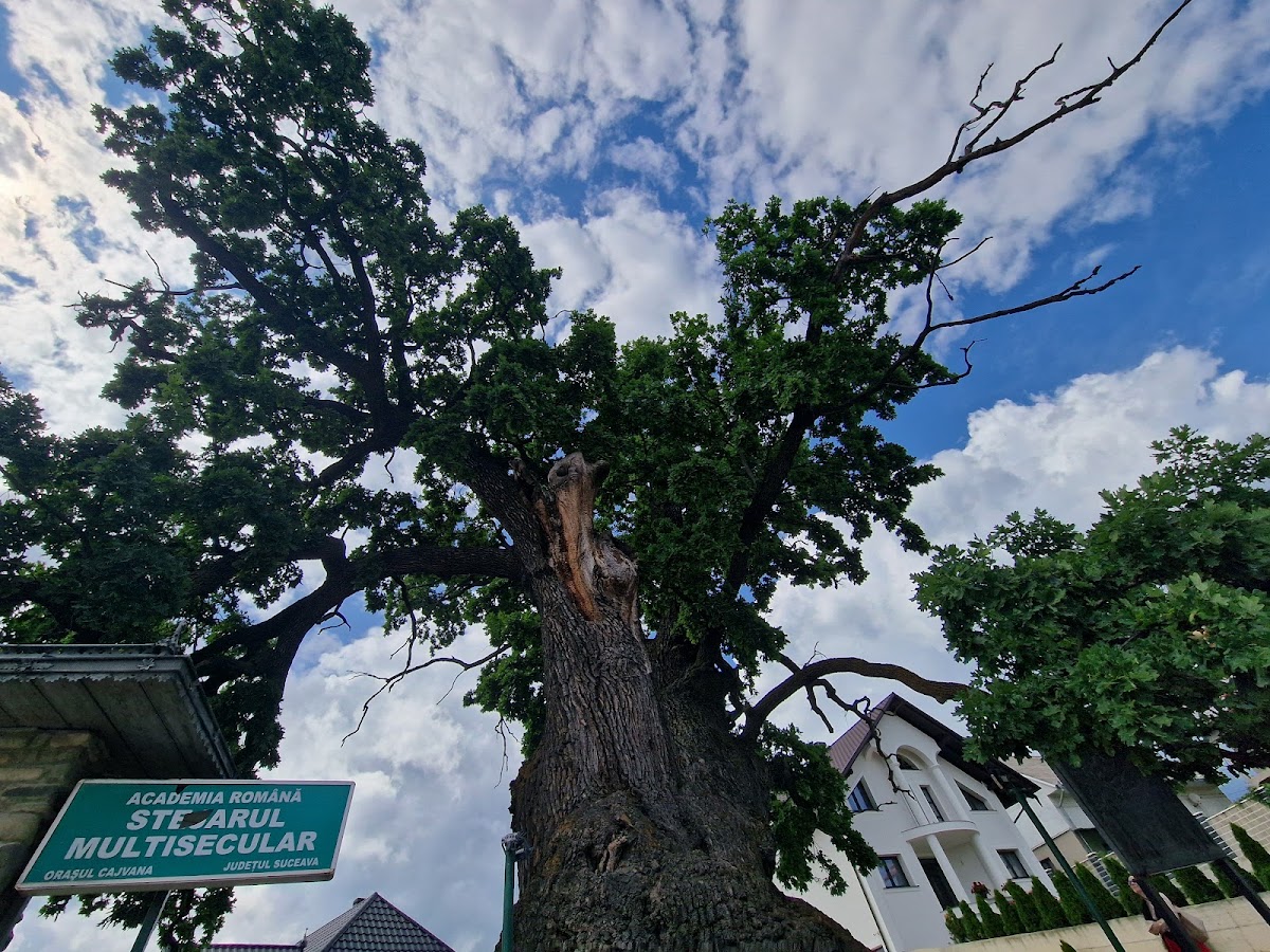 El Roble Centenario - foto 3