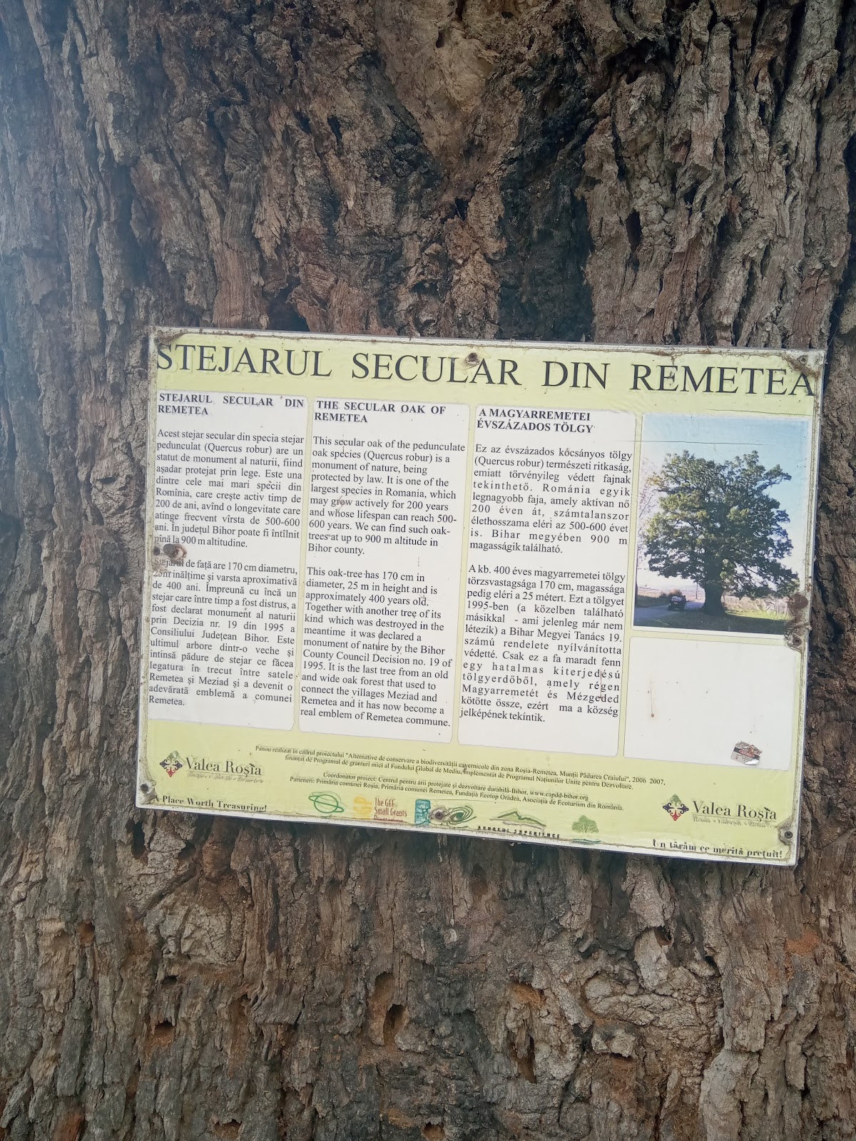 Die Jahrhundertealte Eiche von Remetea - foto 2