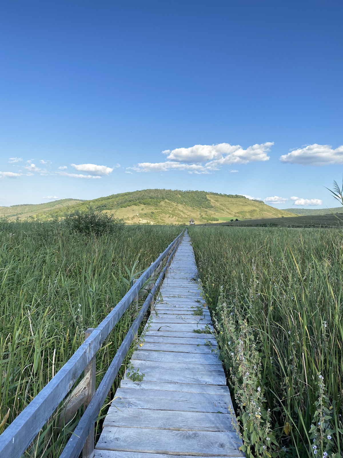 Stufărișurile de la Sic