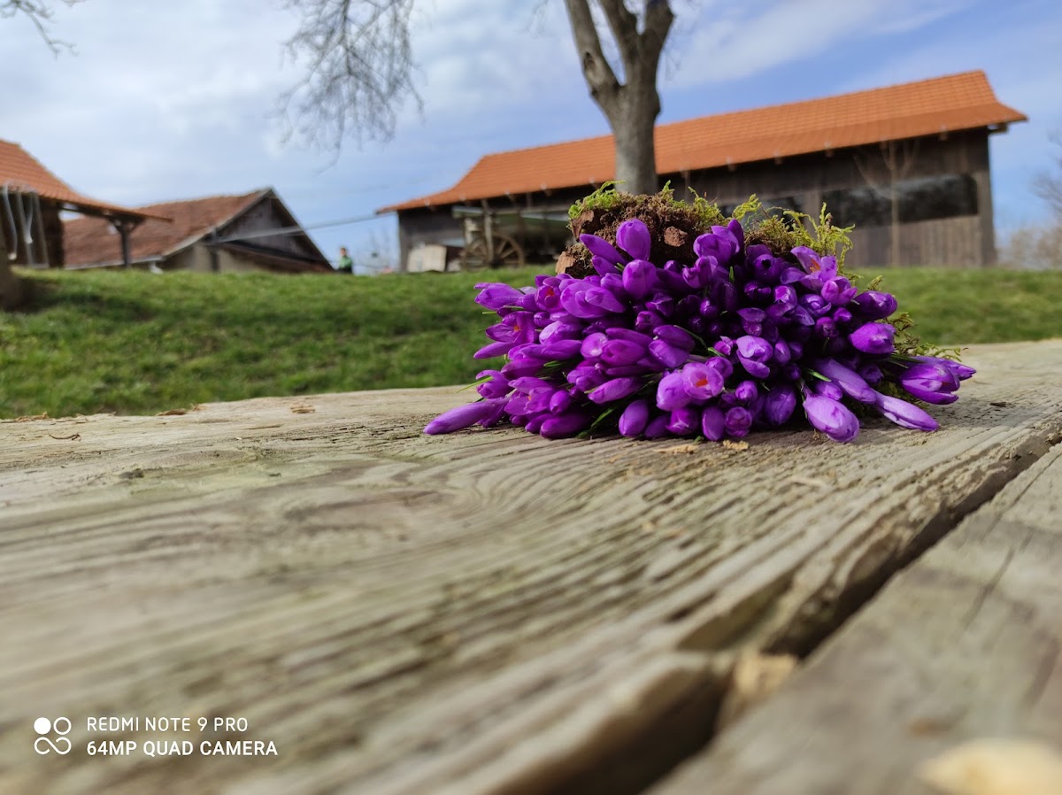 Şura - foto 4