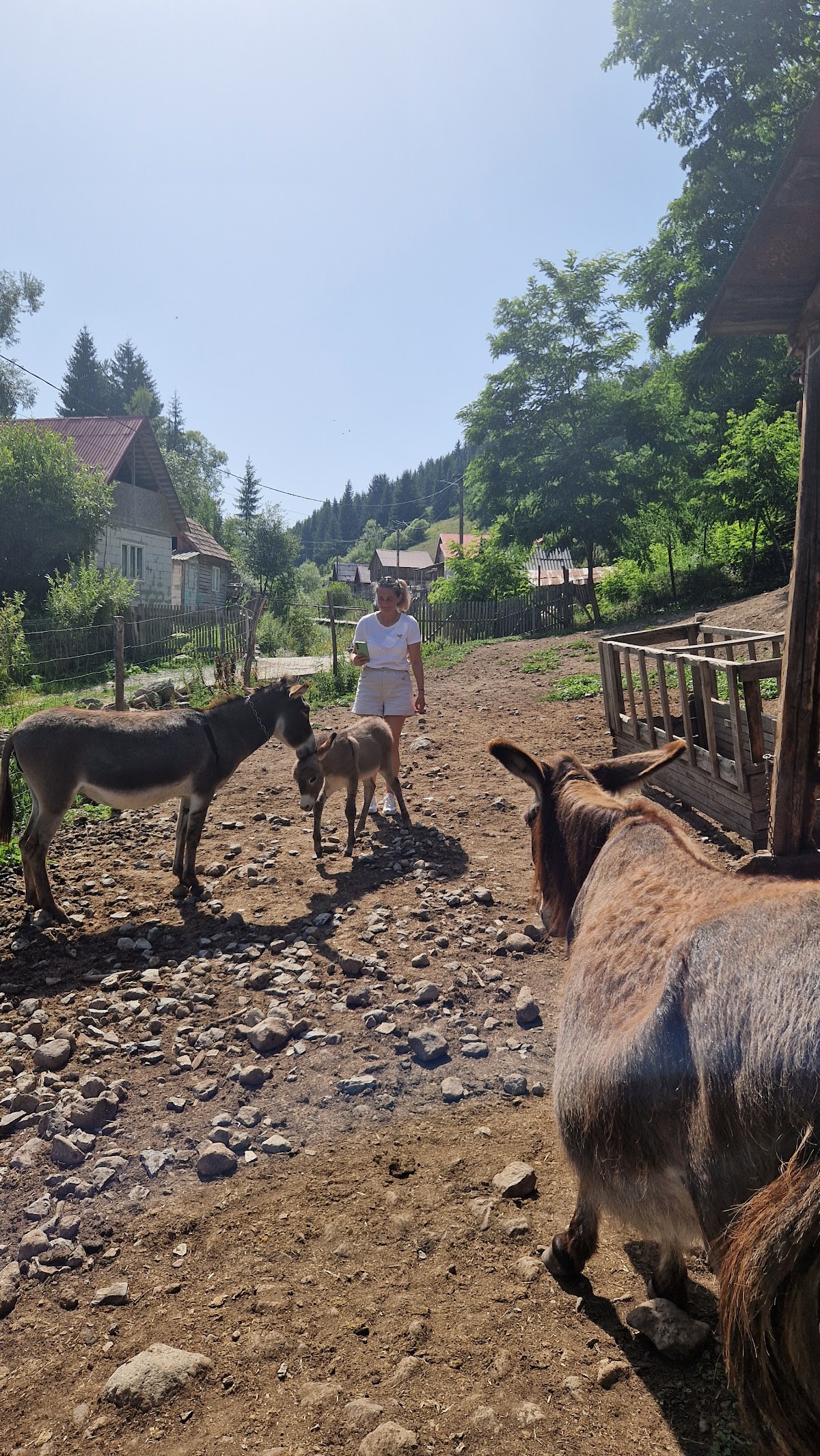 Șura cu Măgărițe - foto 2