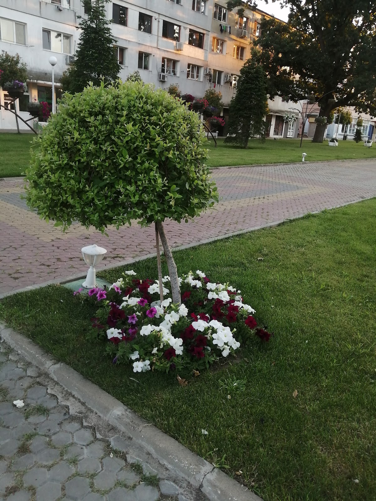 Tanța și Costel - foto 3