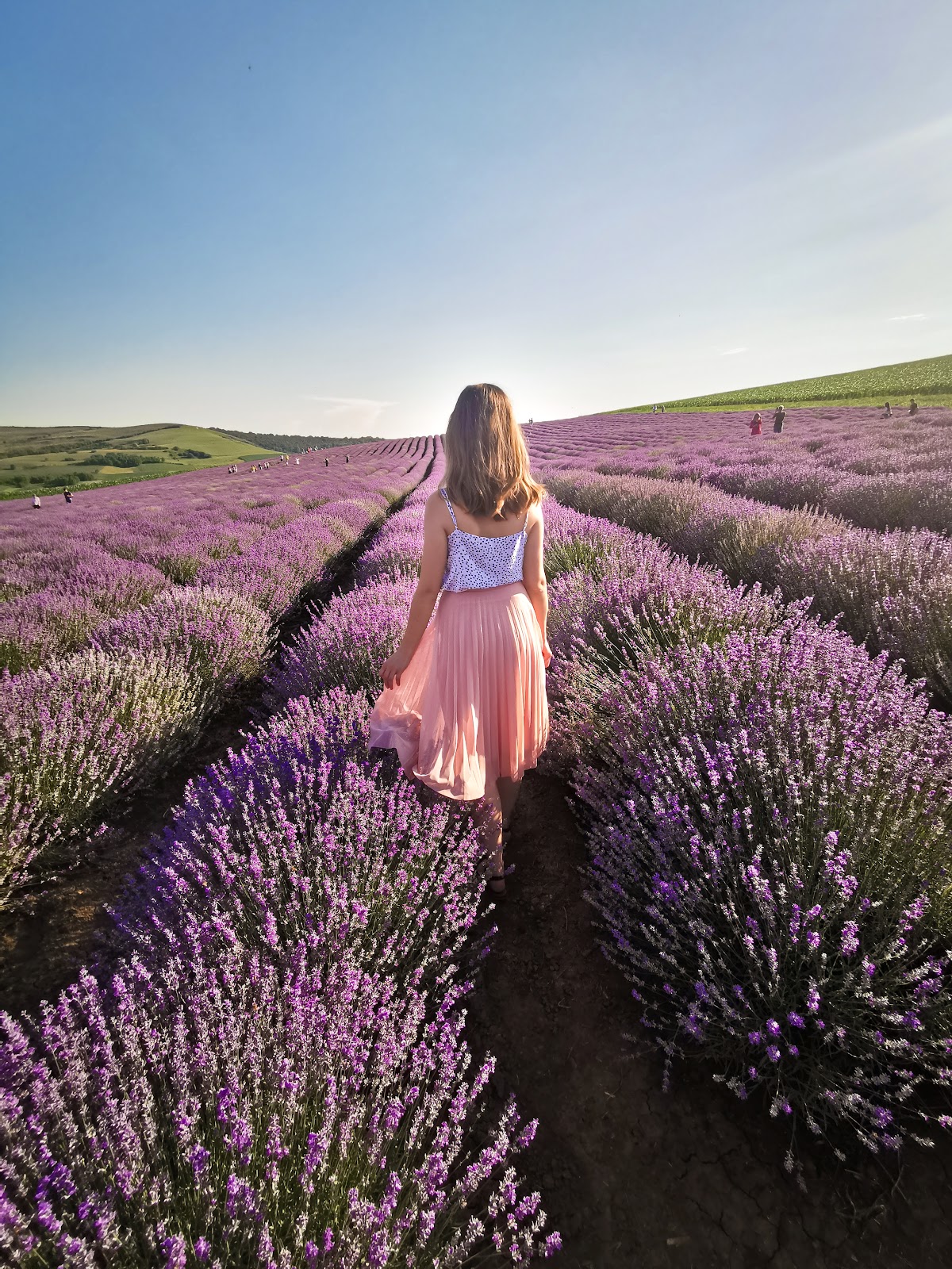 Land of Lavender - Lavender Festival - Lavender Cuttings - foto 2